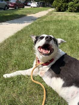 Puppy Princess -  Mixed Breed Dog for Adoption in Saskatoon, Saskatchewan - Puppy Princess | PetCurious
