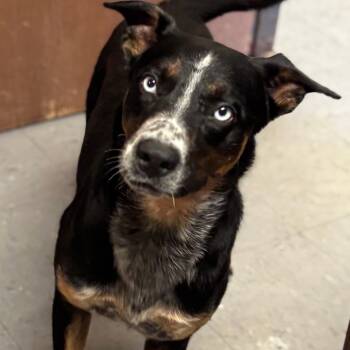 Rescue Border Collie and Mixed Breed Dogs for Adoption in Hackett, Arkansas - Cache | PetCurious