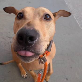 Hyacinth -  Pit Bull Terrier and Mixed Breed Dog for Adoption in Kanab, Utah - Hyacinth | PetCurious
