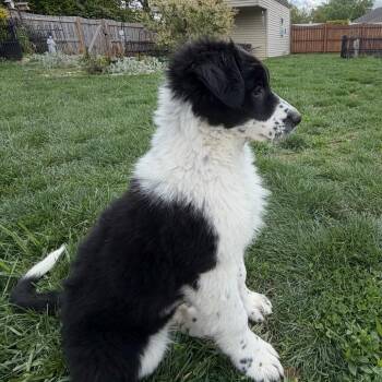 Great Pyrenees and Border Collie Dogs Available for Adoption in Farmersville, Ohio - Indigo | PetCurious