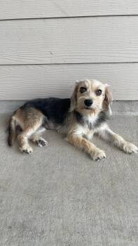 Cricket -  Yorkshire Terrier and Wirehaired Dachshund Dog for Adoption in Houston, Texas - Cricket | PetCurious