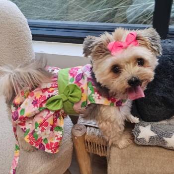 Ziggy Azalea -  Yorkshire Terrier Dog for Adoption in Houston, Texas - Ziggy Azalea | PetCurious
