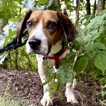 Belvedere -  Beagle Dog for Adoption in Aldie, Virginia - Belvedere | PetCurious