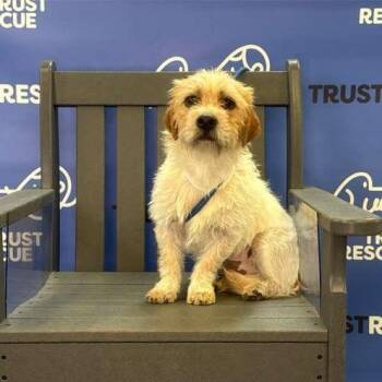 Terrier Dogs Available for Adoption - BOJO | PetCurious