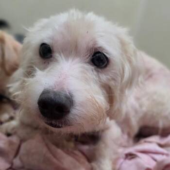 Tofu - Chino Hills Location -  Poodle and Mixed Breed Dog for Adoption in Chino Hills, California - Tofu - Chino Hills Location | PetCurious