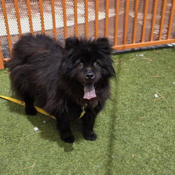 PEACHES -  Chow Chow Dog for Adoption in Las Vegas, Nevada - PEACHES | PetCurious