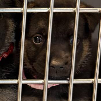 Fallon -  German Shepherd Dog and Mixed Breed Dog Available for Adoption in Buellton, California - Fallon | PetCurious