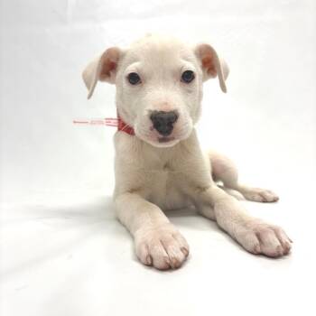 736 (2026) Grant -  Pit Bull Terrier Dog for Adoption in Parker, Colorado - 736 (2026) Grant | PetCurious
