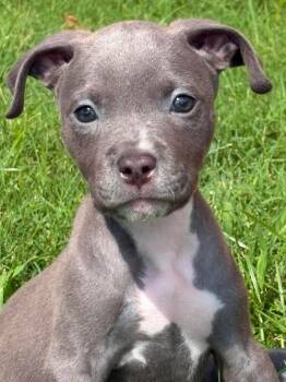 Lovely -  American Staffordshire Terrier Dog for Adoption in Wichita Falls, Texas - Lovely | PetCurious