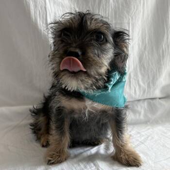 Ben -  Mixed Breed Dog for Adoption in Canal Winchester, Ohio - Ben | PetCurious