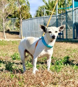 Chihuahua and Dachshund Dogs Available for Adoption - Harlow | PetCurious