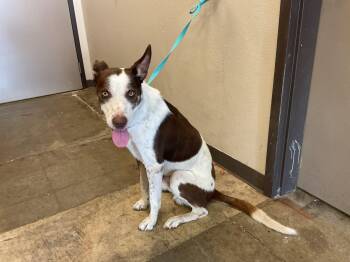 JED -  Australian Shepherd and Mixed Breed Dog for Adoption in Ontario, California - JED | PetCurious
