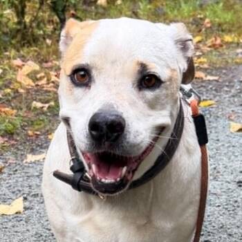 Lily Lou (Foster to Adopt) -  American Bulldog Dog for Adoption in Silvana, Washington - Lily Lou (Foster To Adopt) | PetCurious