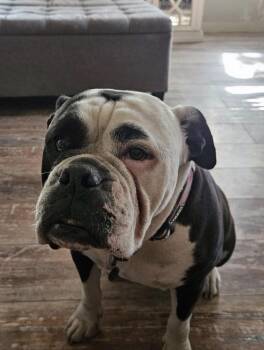 Lucy -  English Bulldog Dog for Adoption in Inez, Texas - Lucy | PetCurious