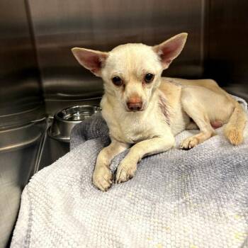 Crouton -  Chihuahua Dog for Adoption in Oak Park, Illinois - Crouton | PetCurious