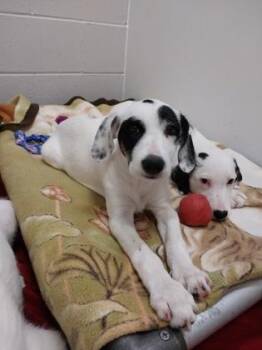 Oliver -  Cattle Dog and Mixed Breed Dog for Adoption in Beatrice, Nebraska - Oliver | PetCurious