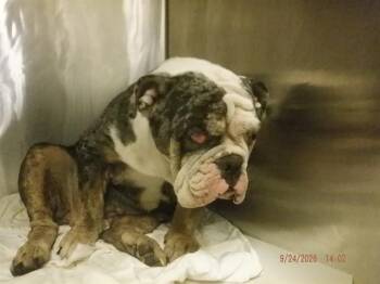 SUNFLOWER -  English Bulldog Dog for Adoption in Doral, Florida - SUNFLOWER | PetCurious