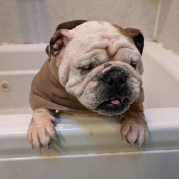 English Bulldog Dogs Available for Adoption in Chicago, Illinois - Yeti | PetCurious