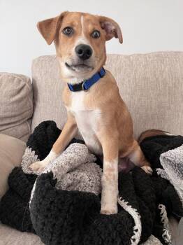 Cheesecake -  Labrador Retriever and Husky Dog for Adoption in Denver, Colorado - Cheesecake | PetCurious