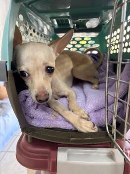 Tanny -  Chihuahua Dog for Adoption in Fort Worth, Texas - Tanny | PetCurious