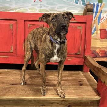 Ariel -  Labrador Retriever and None Dog for Adoption in Midland, Texas - Ariel | PetCurious