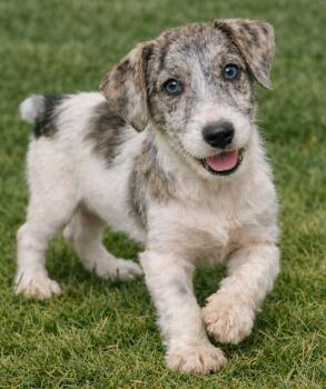 Jack Russell Terrier Dogs Available for Adoption in Crown Point, Indiana - Pauley | PetCurious