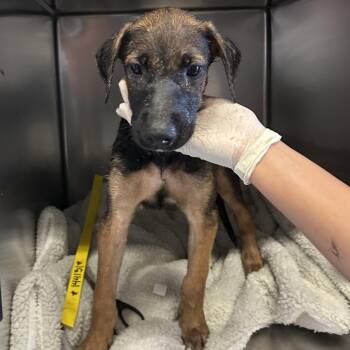 IVHS-Stray-144131 -  Shepherd Dog for Adoption in San Gabriel, California - IVHS-Stray-144131 | PetCurious