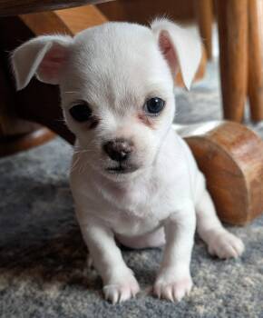 Maltese and Chihuahua Dogs Available for Adoption in WDM, Iowa - Sylvie | PetCurious