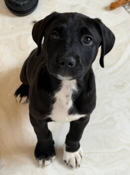 Labrador Retriever and Border Collie Dogs Available for Adoption in Columbia, Illinois - Riley | PetCurious