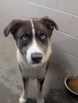 Husky and Border Collie Dogs Available for Adoption in Sacramento, California - Mars | PetCurious