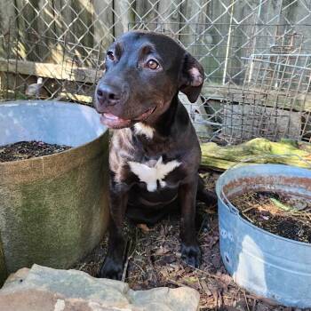 Imogene -  Mixed Breed Dog for Adoption in Boaz, Alabama - Imogene | PetCurious
