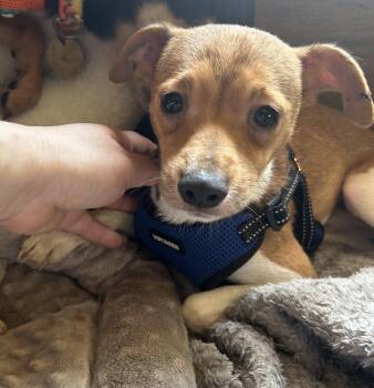 Jack Russell Terrier and Italian Greyhound Dogs Available for Adoption - Kurt | PetCurious