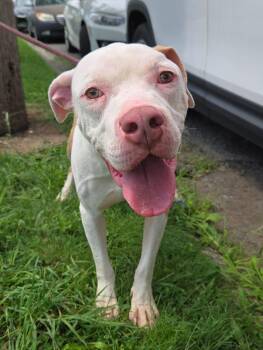 Chicago -  American Staffordshire Terrier and Boxer Dog for Adoption in Trenton, New Jersey - Chicago | PetCurious