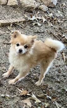 Rescue Pomeranian Dogs for Adoption in Hartwell, Georgia - Travis | PetCurious