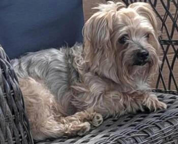 Yorkshire Terrier Dogs Available for Adoption in Cary, North Carolina - Choppa | PetCurious