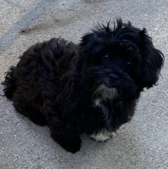 Cookie -  Shih Tzu and Poodle Dog for Adoption in Overland Park, Kansas - Cookie | PetCurious