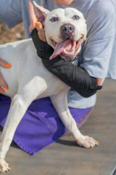 Ranch Dressing -  Mixed Breed Dog for Adoption in Chamblee, Georgia - Ranch Dressing | PetCurious