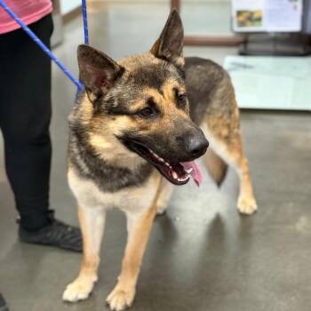 Pablo -  German Shepherd Dog and Shepherd Dog for Adoption in Idaho Falls, Idaho - Pablo | PetCurious
