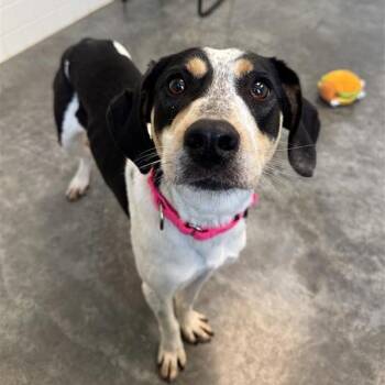 Coonhound and Beagle Dogs Available for Adoption in Melbourne, Kentucky - Lovey | PetCurious