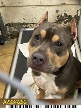AXEL -  Mixed Breed Dog Available for Adoption in West Palm Beach, Florida - AXEL | PetCurious