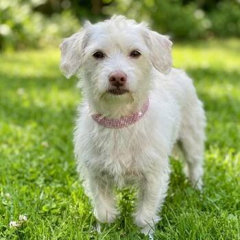 Cream Puff -  Maltese and Poodle Dog for Adoption in Las Vegas, Nevada - Cream Puff | PetCurious