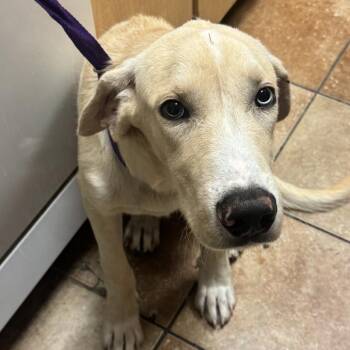 FWT Romeo -  Yellow Labrador Retriever Dog for Adoption in Midland, Texas - FWT Romeo | PetCurious