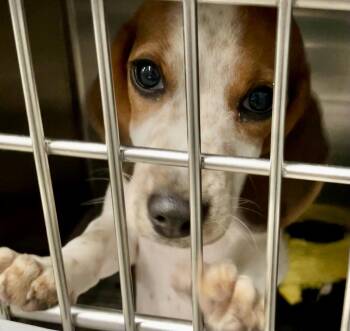 Gabby -  Beagle Dog for Adoption in Parma, Ohio - Gabby | PetCurious