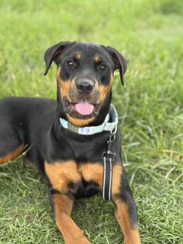 Milly -  Rottweiler and Doberman Pinscher Dog for Adoption in Lakeland, Florida - Milly | PetCurious