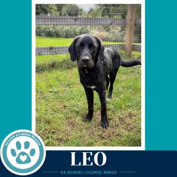 Leo (The L Train) 100326 -  Labrador Retriever Dog for Adoption in Kimberton, Pennsylvania - Leo (The L Train) 100326 | PetCurious