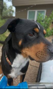 Luffy -  Hound Dog for Adoption in Pflugerville, Texas - Luffy | PetCurious