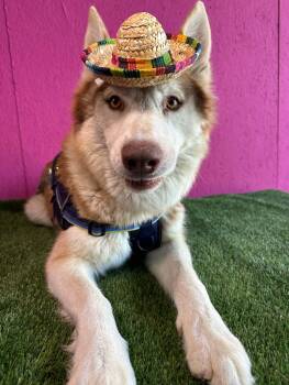 Tobby Husky-One of our Amazing Rescue Dogs -  Siberian Husky and Mixed Breed Dog for Adoption in Carlsbad, California - Tobby Husky-One Of Our Amazing Rescue Dogs | PetCurious