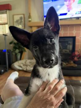 German Shepherd Dog Dogs Available for Adoption in Greeneville, Tennessee - Nico (12wk PUPPY) | PetCurious