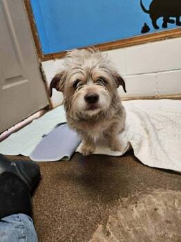 Diamond -  Terrier Dog for Adoption in Deerfield, Wisconsin - Diamond | PetCurious