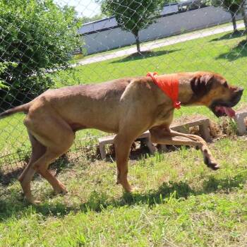 Arlo -  Great Dane and Mixed Breed Dog for Adoption in Wadena, Minnesota - Arlo | PetCurious